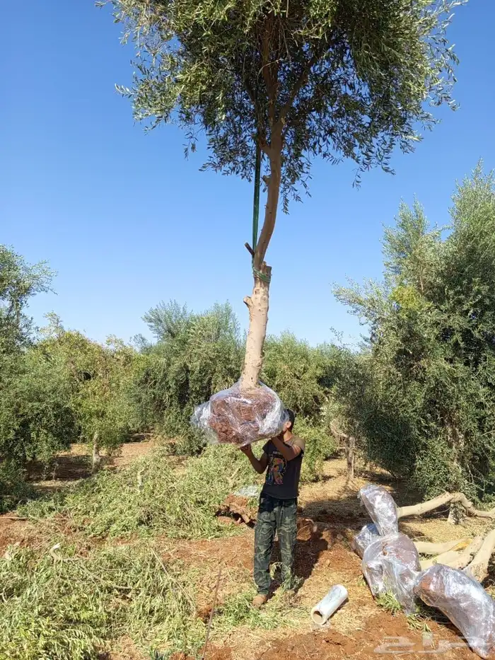 اشجار زيتون 6