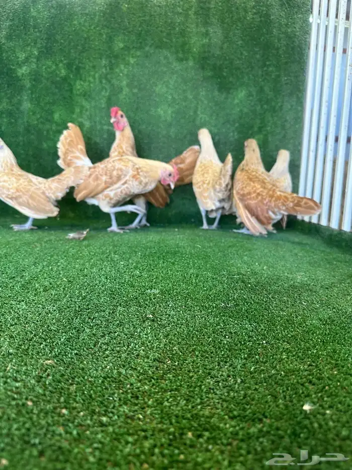 للبيع طقمين دجاج سبرايت 3