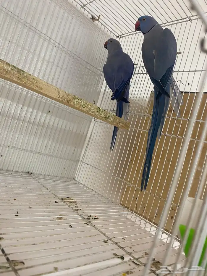 جوزين درة هولندي 2