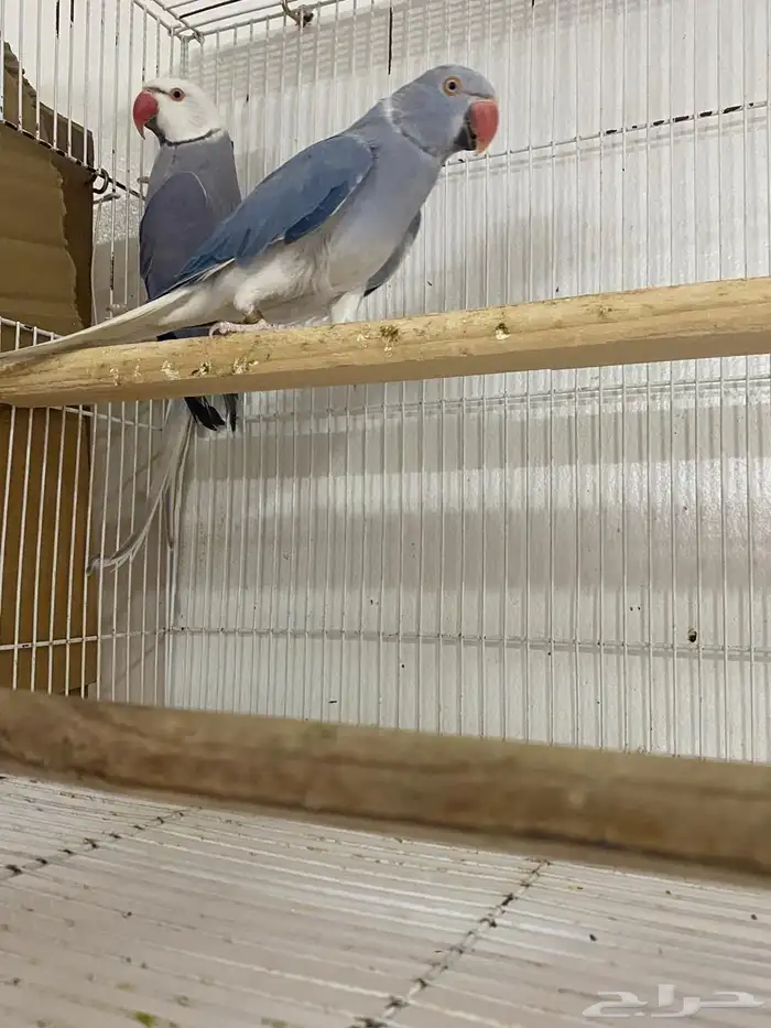 جوزين درة هولندي 0