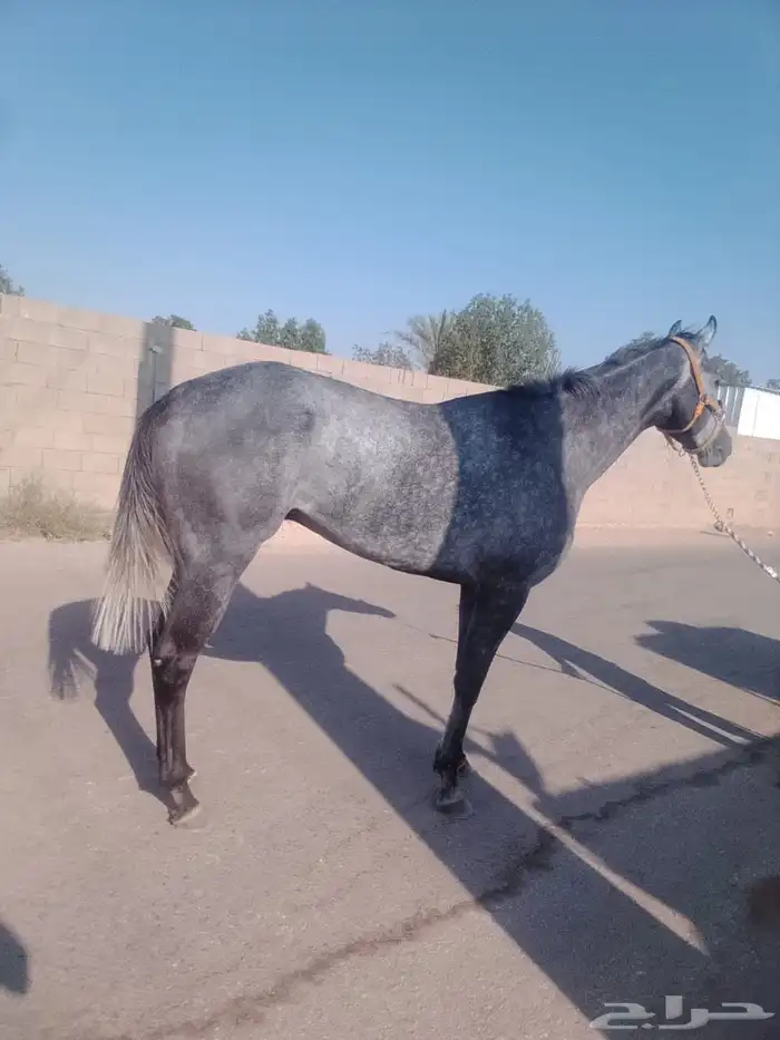 حصان انتاج شغال جاهز 5