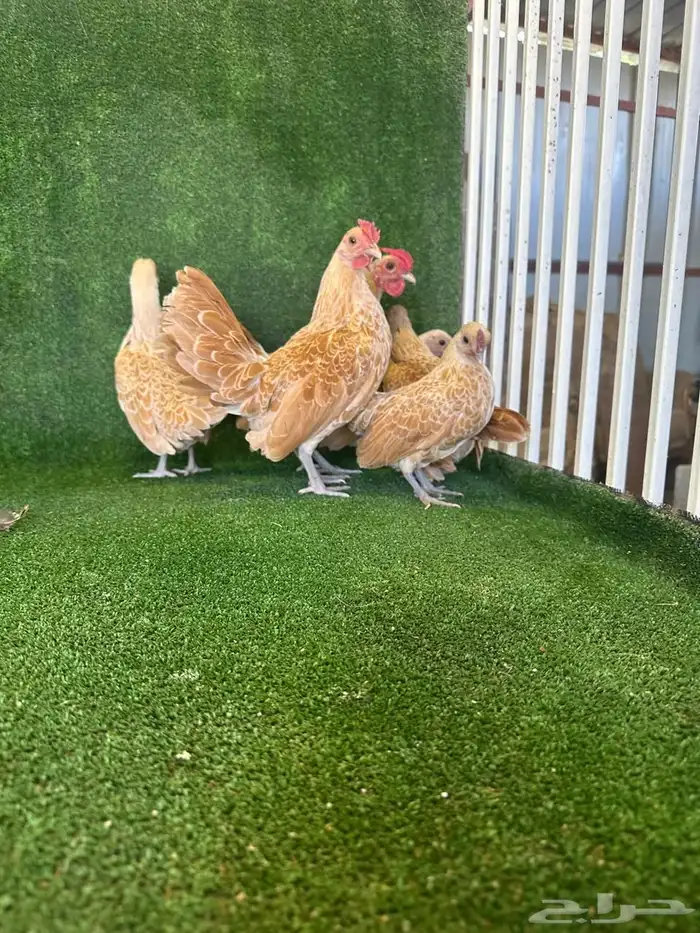 للبيع طقمين دجاج سبرايت 5