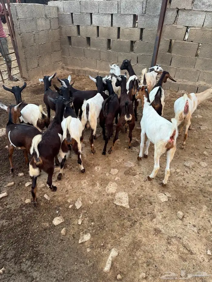 عناق وتيوس للبيع 3