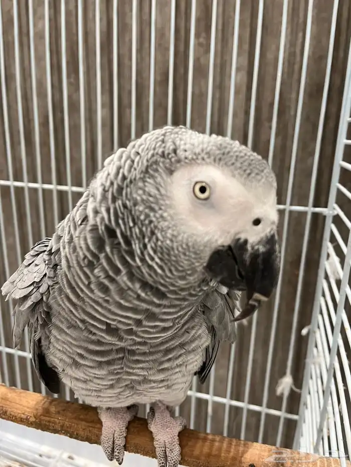 للبيع ببغاء افريقي متكلم 0