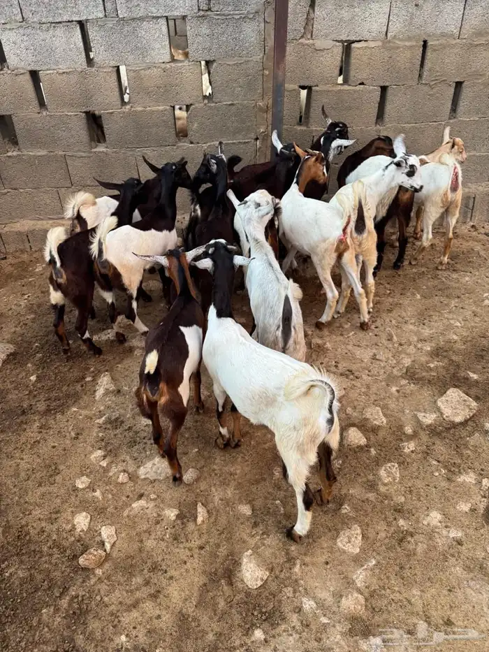 عناق وتيوس للبيع 2