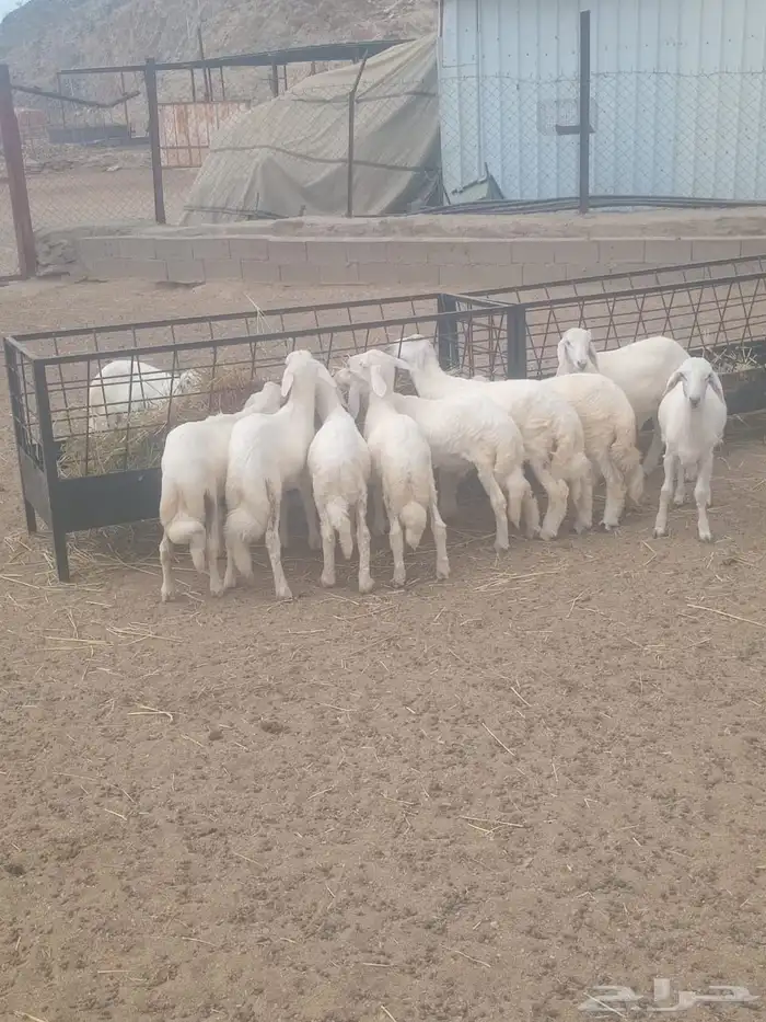 عدد 10كلها خرفان 1