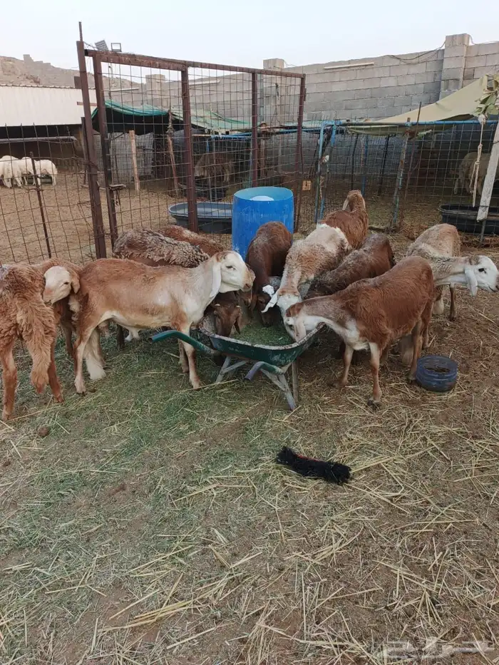 طليان سواكني حمريه تربيه شي فاخر للمطابخ والمناسبات 5