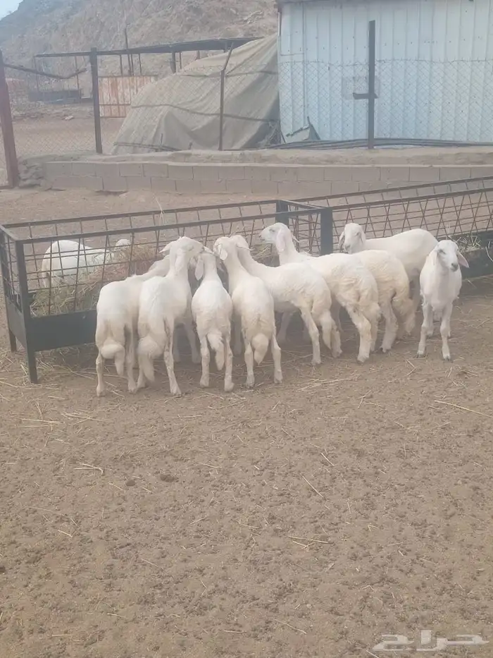 عدد 10كلها خرفان 0