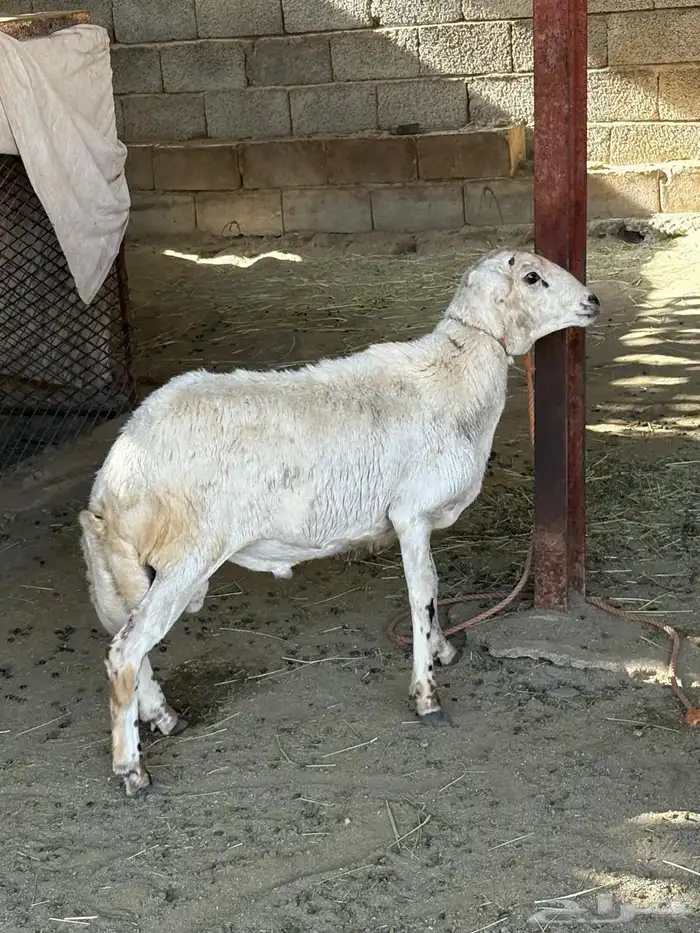 خروف للبيع 0