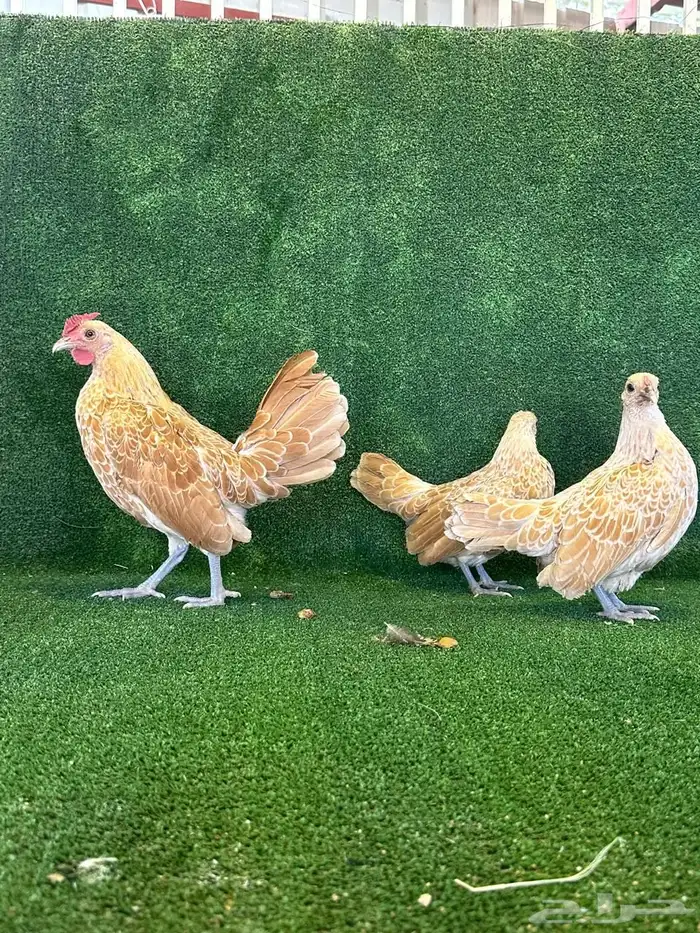 للبيع طقمين دجاج سبرايت 6