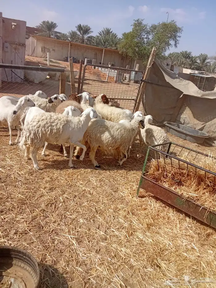 حريات دفيع 0