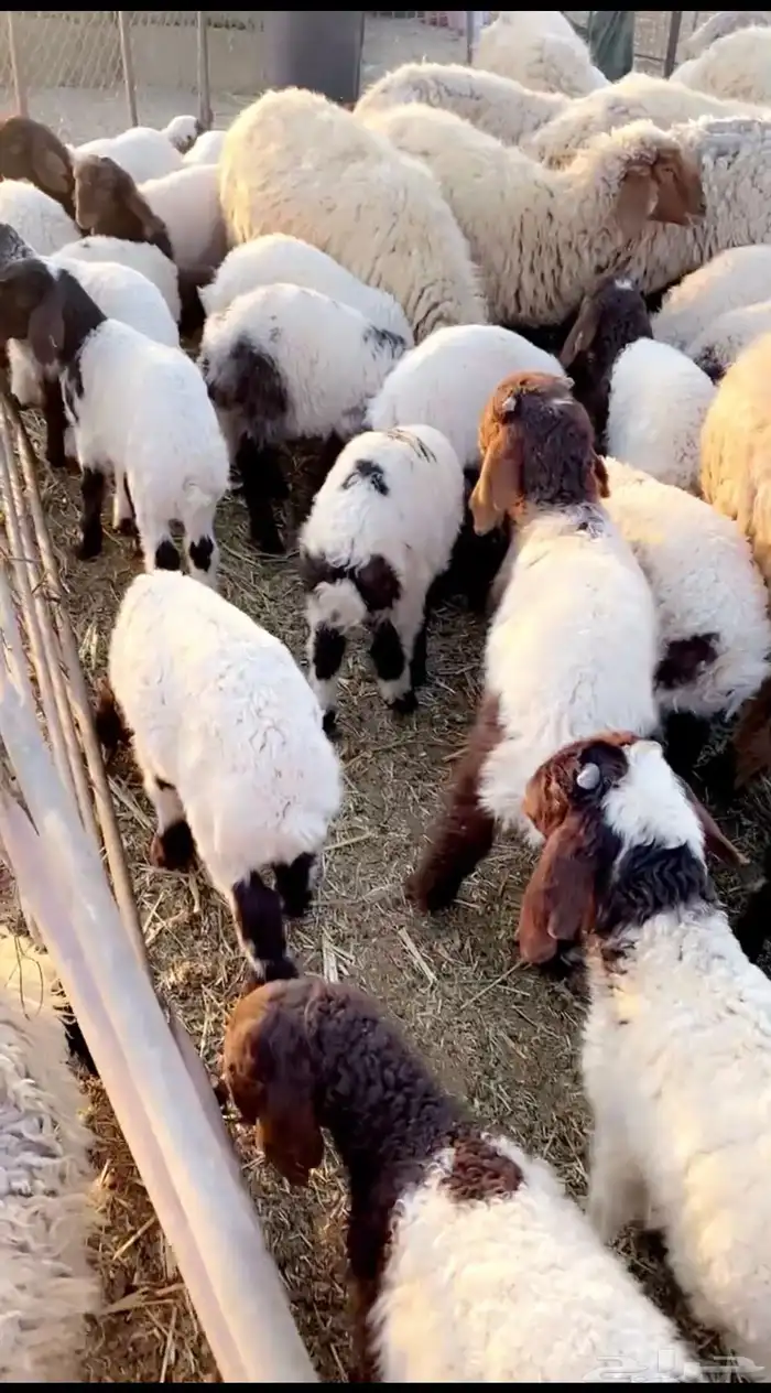 بهم عمرشهرين للبيع عدد60 0