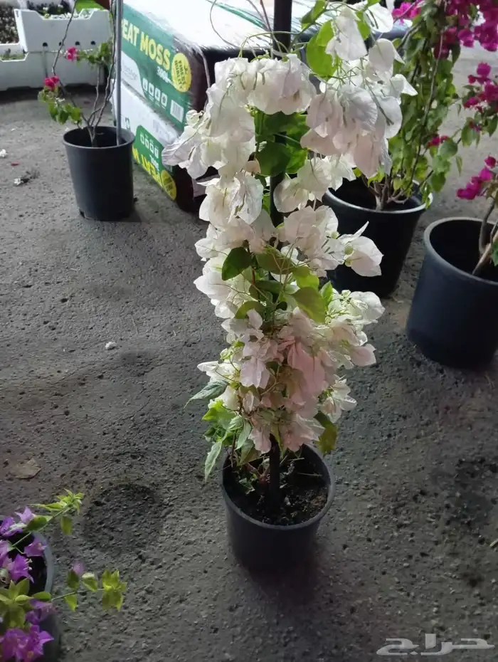 مشاتل الدمام طريق الجبيل 3