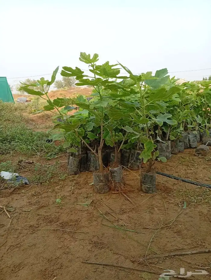 انوع الشتلات منجا 4