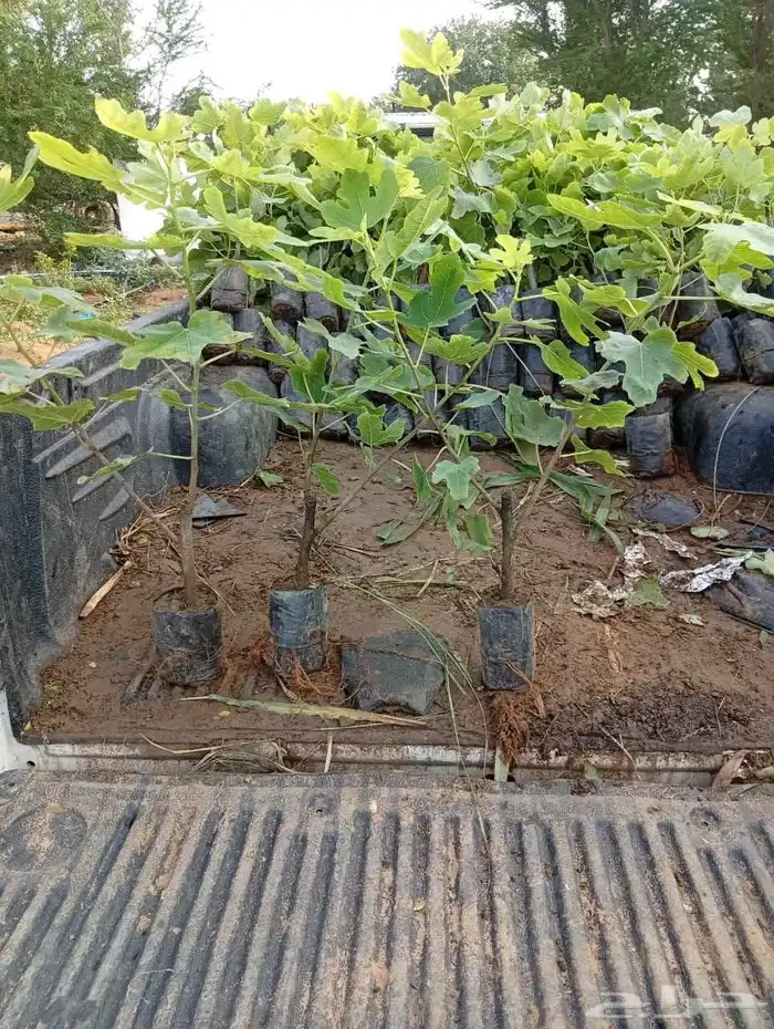 انوع الشتلات منجا 3