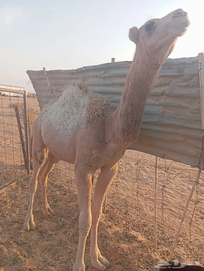 حشوان قعودين مفاريد بريه قصب ولا قود 0