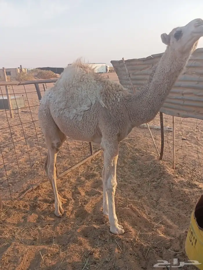 حشوان قعودين مفاريد بريه قصب ولا قود 2