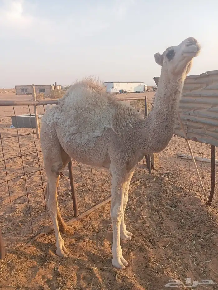 حشوان قعودين مفاريد بريه قصب ولا قود 1