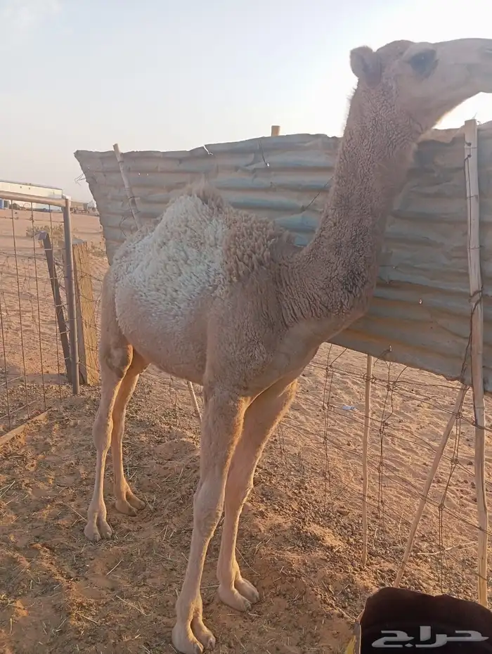 حشوان قعودين مفاريد بريه قصب ولا قود 3