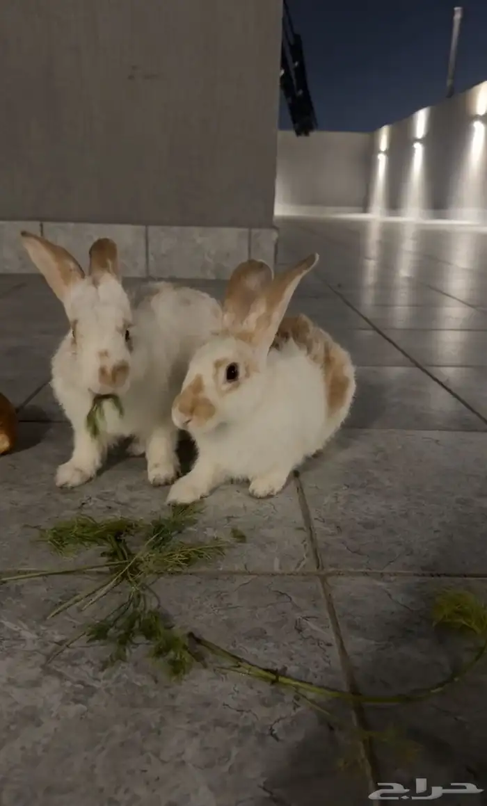 زوج ارانب بلدي 0
