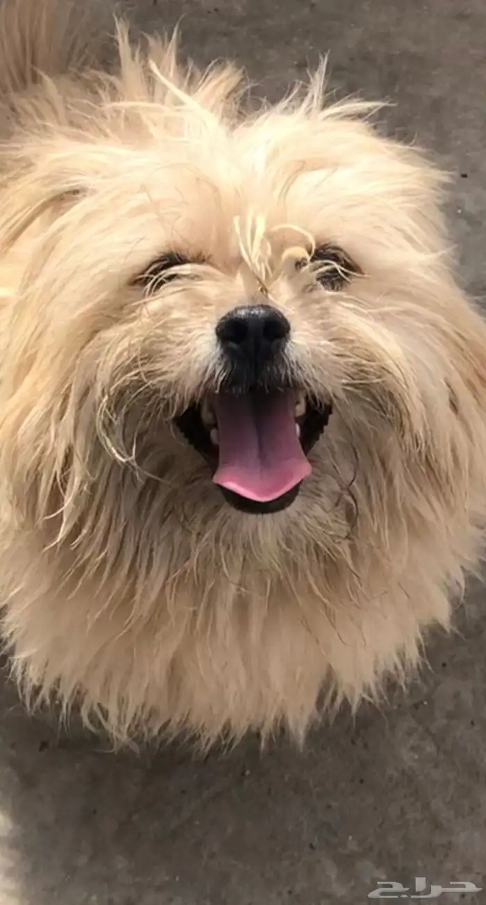 كلب لاسا ابسو للبيع 2