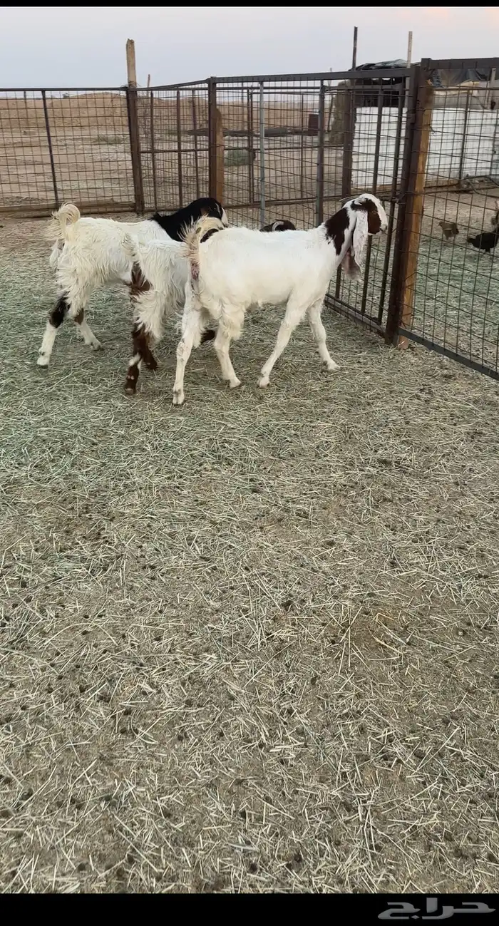 جفرات مشاريك 2