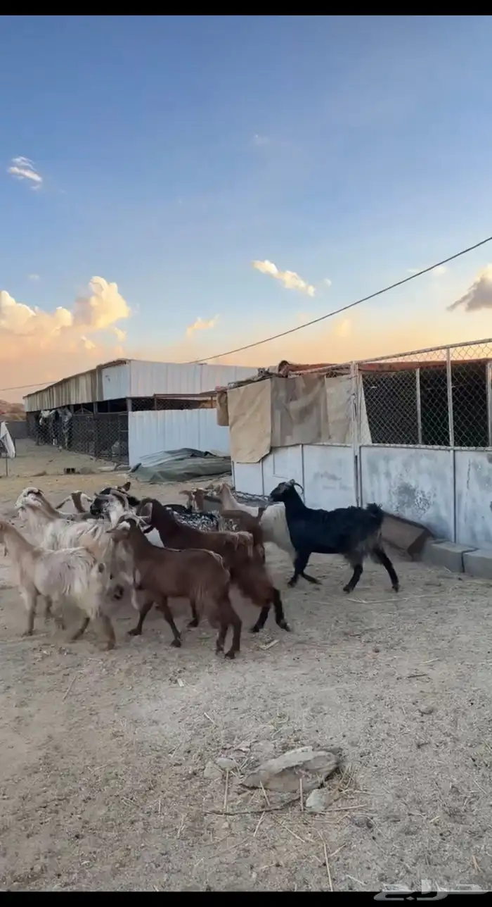 معزا دفع للبيع 1