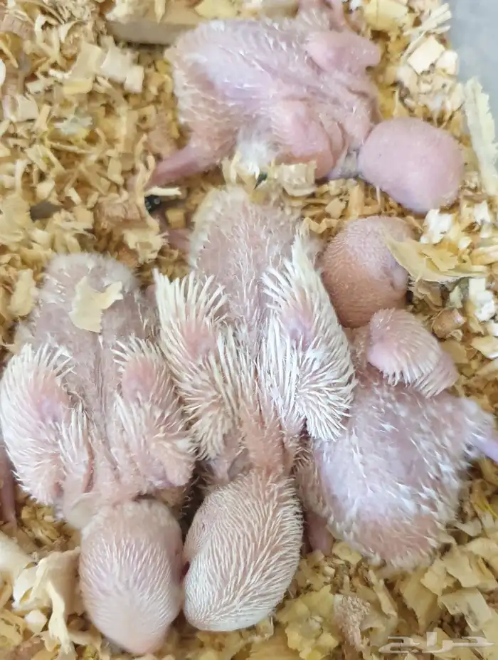 فروخ روز البينو محجلة مع المرفقات 3