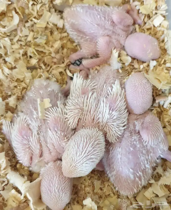 فروخ روز البينو محجلة مع المرفقات 6