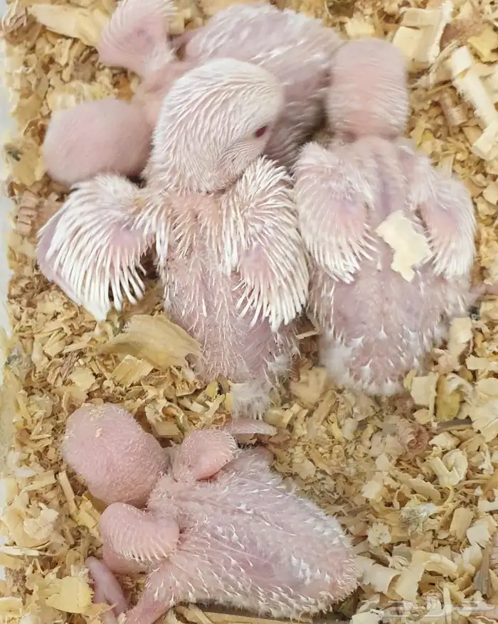 فروخ روز البينو محجلة مع المرفقات 8