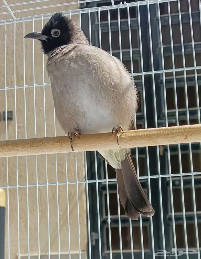 بلبول سوري هدد واليف يفرش ويضرب تحيه 0