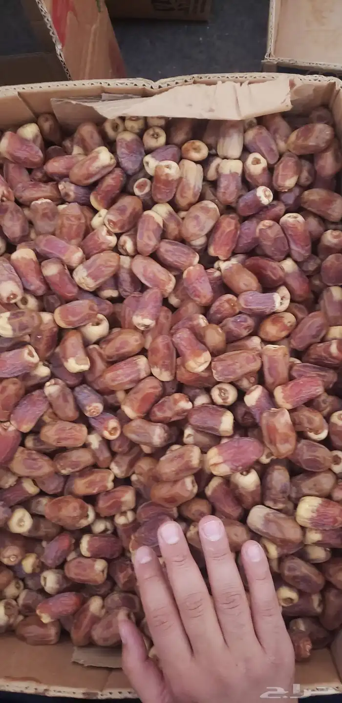 صقعي حبه كبير 0