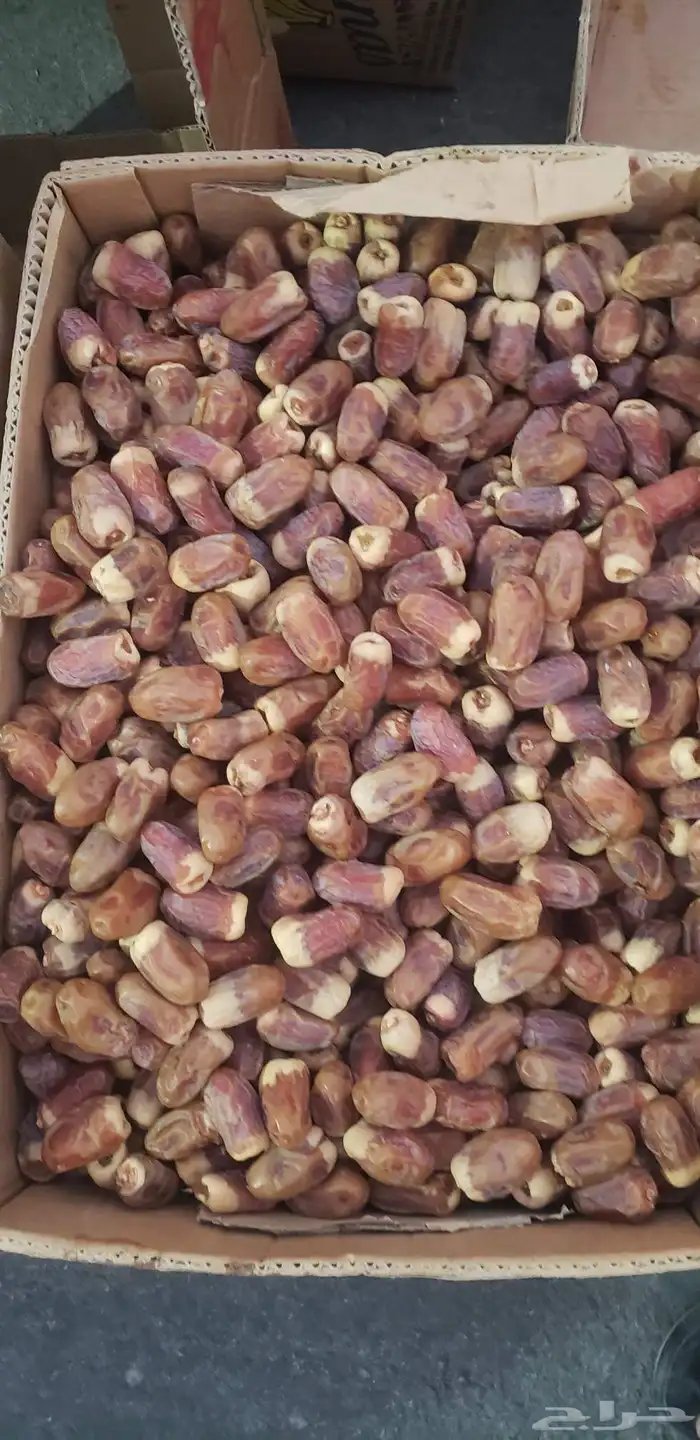 صقعي حبه كبير 1