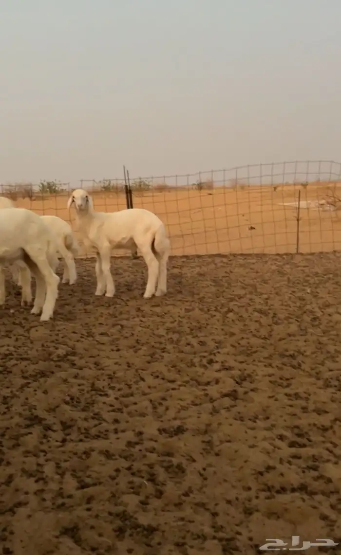 غنم للبيع 3