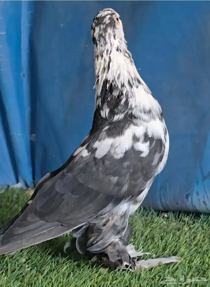 جوز سنافير مرتب 5