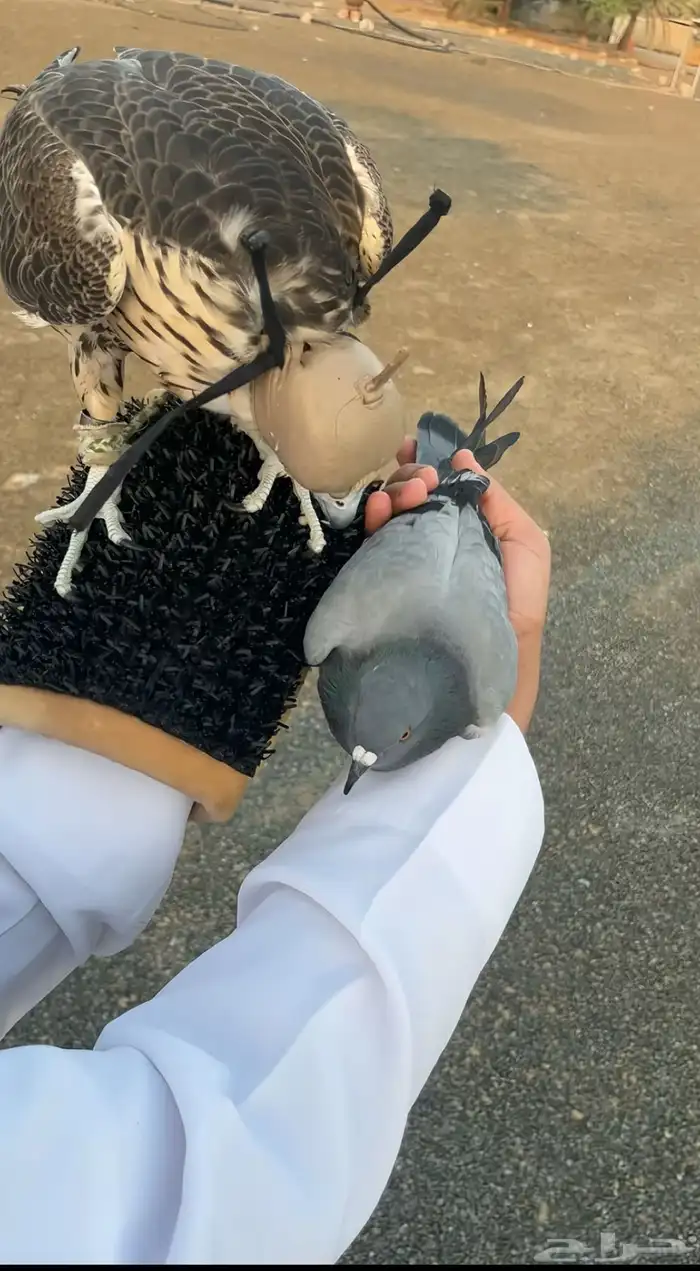 تدريب الطيور 0