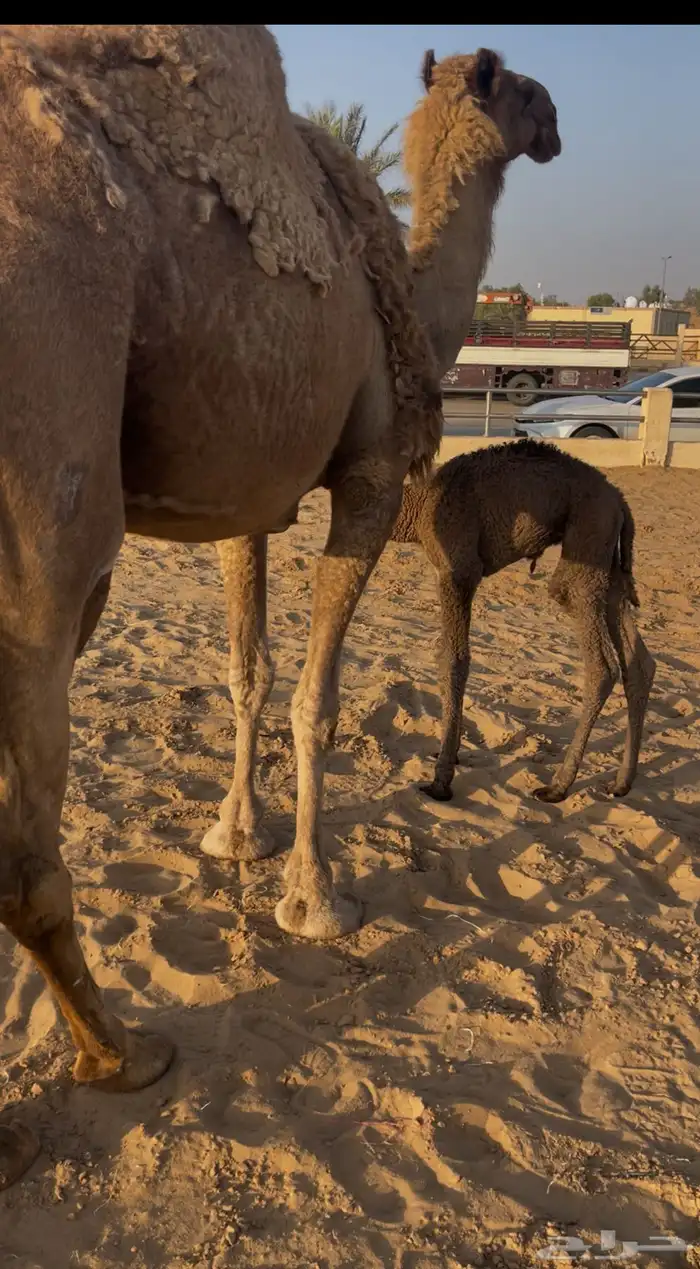 خلفه للبيع 0