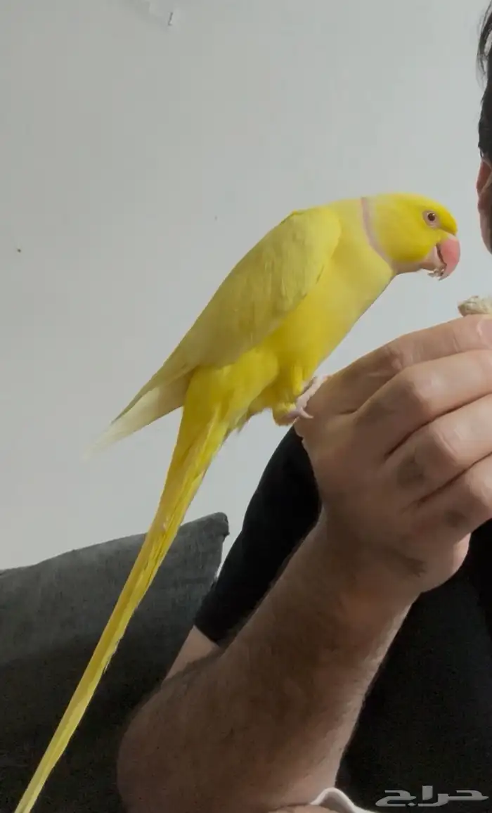 دره هولندي لاتينو 2