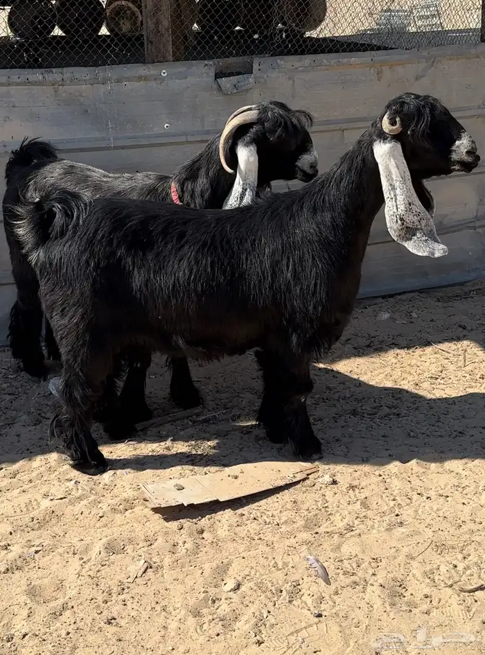 معزا عوارض دفيع طيبة 4