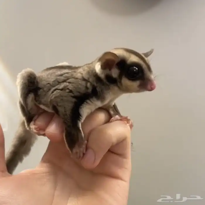 شوقر قلايدر 0