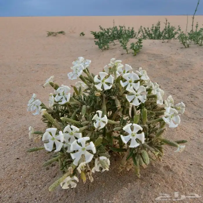 متوفر بذور برية 1