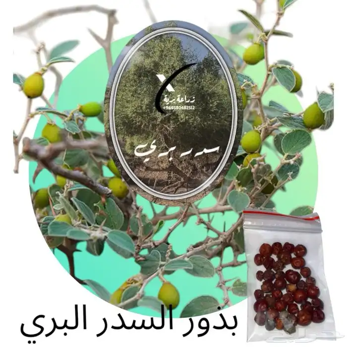 متوفر بذور برية 0
