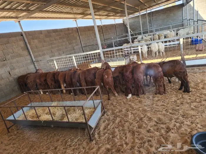 ذبايح نعيمي حري سواكني توجد الاسعار 8