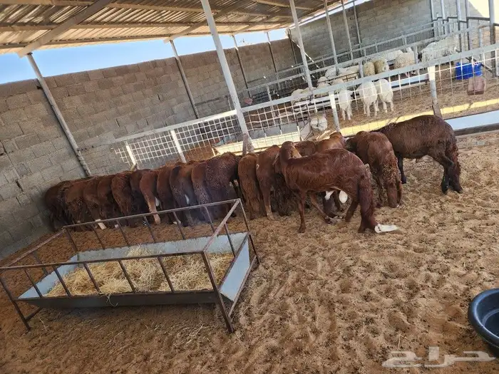 ذبايح نعيمي حري سواكني توجد الاسعار 12