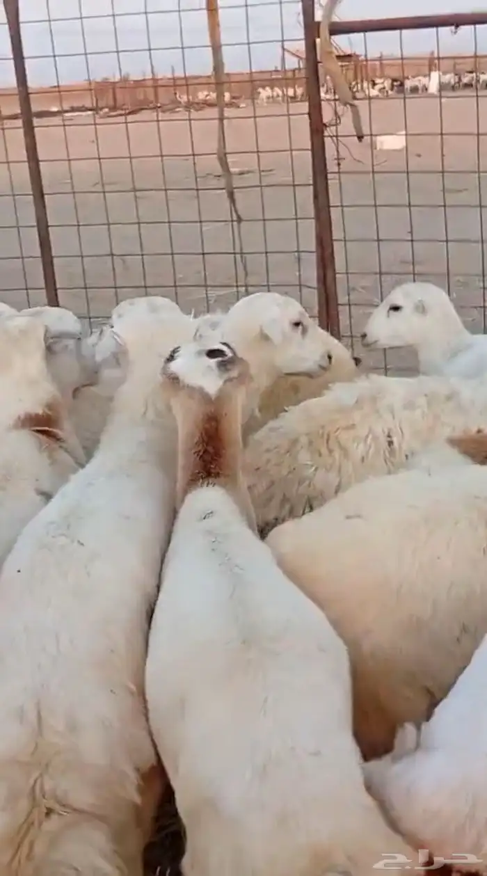 طليان مناسبات مقفله شحم ولحم 6