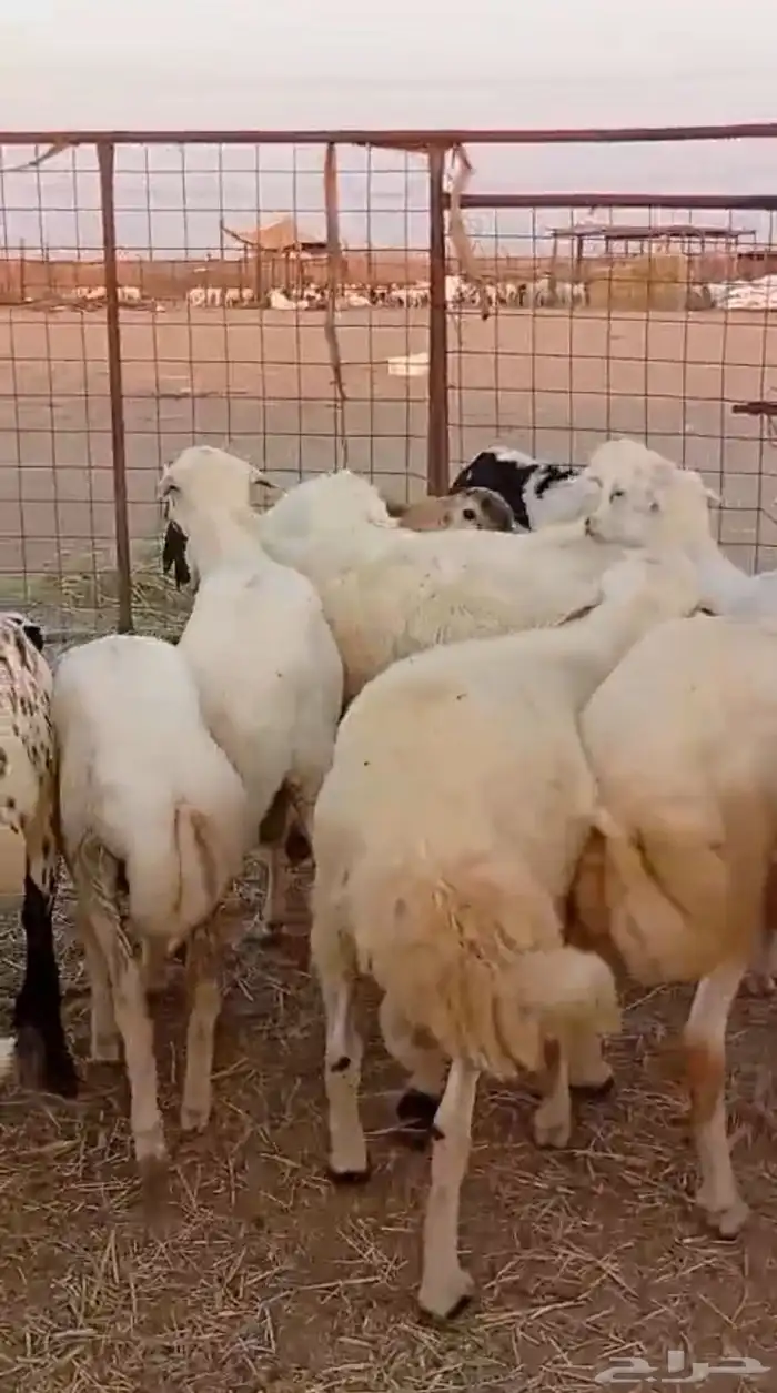 طليان مناسبات مقفله شحم ولحم 1