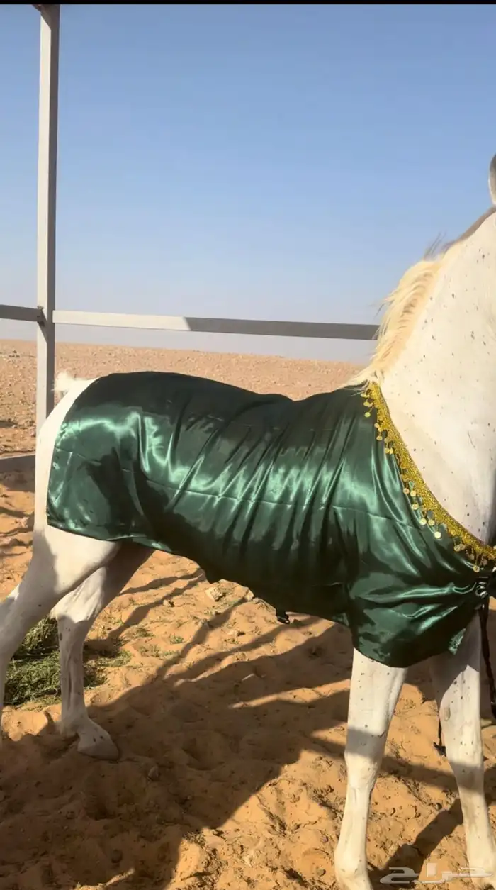 جلال خيل وزينة خيل 0