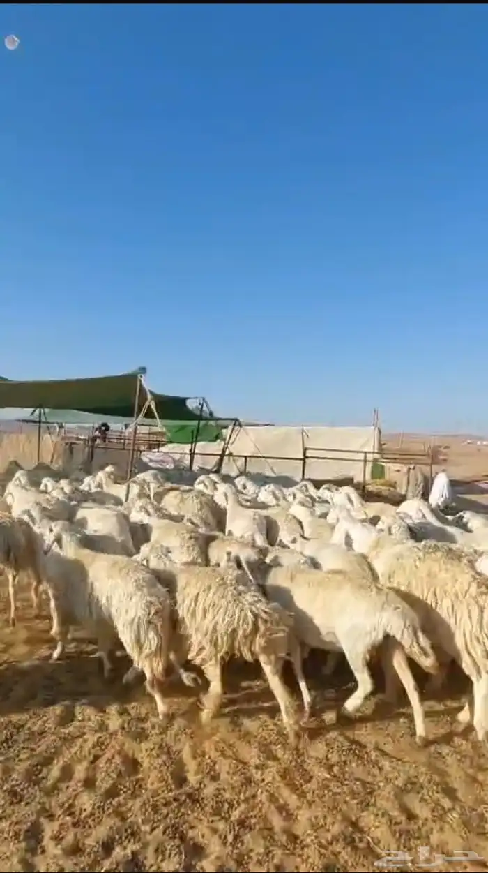 غنم حريات حرش دفيع للبيع 8