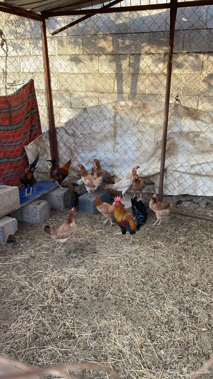 دجاج بلدي للبيع 2