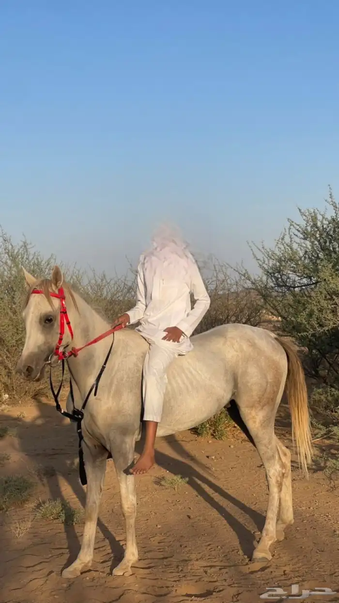 خيل شعبي 3